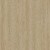 Dąb lindberg.jpg